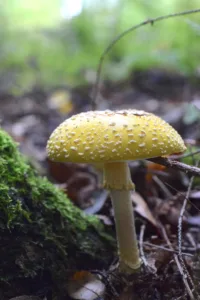 Fall fungus on display at Audubon